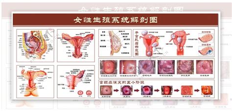 陰地位置|人體解剖學/女性外生殖器及女性尿道